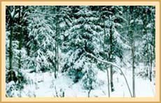 Зимний лес перед Рождеством
